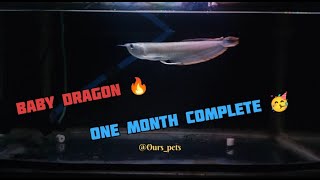 Onemonth completed of my Arowana upgrade growth🥳Silver ArowanaBaby Dragon 🐉monster fish [upl. by Buyse]