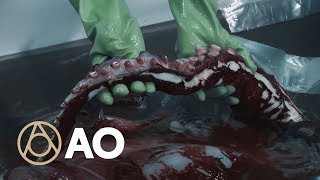 New Zealand’s Colossal Squid is No Joke  Object of Intrigue  Atlas Obscura [upl. by Kired390]