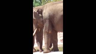 Elephantszoological park Athens [upl. by Berstine321]