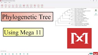 Phylogenetic Tree Using Mega 11 [upl. by Glendon948]