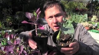 My Favorite Edible Perennial Vegetable You Should Grow in Your Garden [upl. by Kimon]