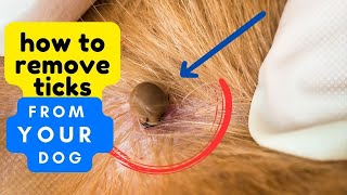 How to Remove Ticks from Your Dog and Keep Them Safe [upl. by Eidnyl]