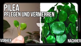 Zimmerpflanzen Ableger  Pilea richtig pflegen und vermehren [upl. by Atiluj]