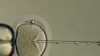 New IVF Treatment Promises Tripled Success Rate [upl. by Ardnat]