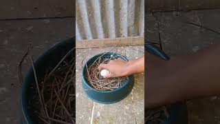 Pigeon making nest HPG pigeon pigeoncoop [upl. by Mcknight345]