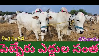 pebbair cattle market🐃pebbair bulls market పెబ్బేరు ఎద్దుల సంత91124 శనివారం [upl. by Cramer639]