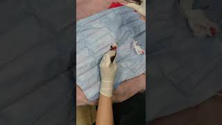 Cleft Lip and Oronasal Fistula Repair in a Cat [upl. by Trojan]