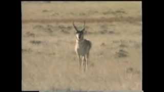 How To Call Antelope featuring The quotAntelope Talkquot Call [upl. by Hayn]