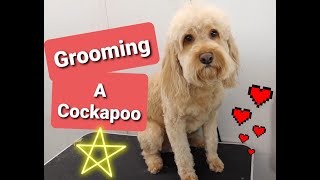 Grooming a Cockapoo [upl. by Apicella]