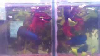 Bettas importados  BETTAS TRITON [upl. by Jo Ann440]