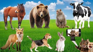 Beautiful Animal Moments Cat Dog Horse Dolphin Tiger and Cow  Moments Wildlife Animal Sounds [upl. by Nylecsoj]