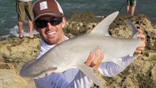 Highlights from live Shark Fishing show with Kanalgratis [upl. by Kered]