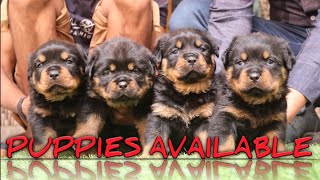 BIGGEST ROTTWEILER DOG BREEDER IN INDIA  BAHUGUNA’S DEN KENNEL  SCOOBERS [upl. by Nibuz545]