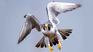 Peregrine falcon sounds [upl. by Artep]