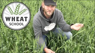 Wheat School Where does yield come from [upl. by Asilad]