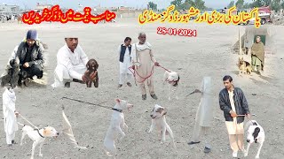 Episode 133  video part 01  Dog Mandi 28012024  Kohat Mandi Today  Mubashir info [upl. by Viva]