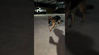 Darwin German Shepherd Dog play with his Grandma at Night [upl. by Cassy239]