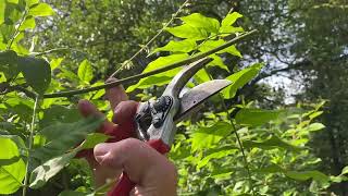 How we prune a Wisteria into a free standing tree  part 2 summer prune to encourage flowers [upl. by Airlia]