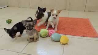 Elevage Chihuahua de la vallée des Cèdres Bleus  Chiots Chihuahua disponibles [upl. by Cesya]