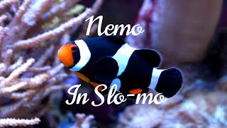 The Black Ocellaris Clownfish You Need In Your Marine Aquarium 🪸 [upl. by Cleres]