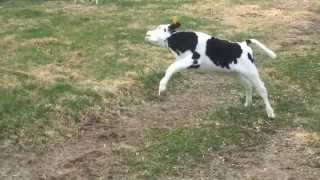 Calves frolicking on the first day out of the barn [upl. by Eetnuahs]