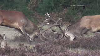 Burlende herten  bronsttijd 2017 Nat Park Hoge Veluwe [upl. by Kistner]