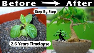 Mame Bonsai Timelapse  26 Years Bonsai Timelapse [upl. by Jim497]