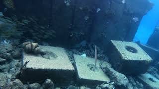 Snorkeling Isadel Park Bonaire [upl. by Lockhart934]