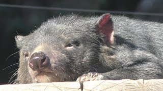 タスマニアデビル 多摩動物公園 2019年1月18日 [upl. by Mukerji]