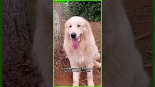 The Cutest Dog Breeds Great Pyrenees shorts [upl. by Adiahs897]