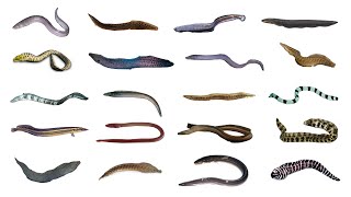 Types of Eels  20 Different Types of Eels eels fish fishspecies [upl. by Eelrahs]