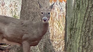 White tailed deer on the trail [upl. by Dnar]