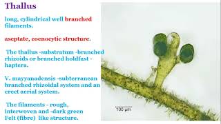 XanthophyceaeVaucheria [upl. by Weisbrodt723]