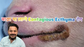 बाख्रा मा लाग्ने Contagious Ecthyma रोग [upl. by Huston45]