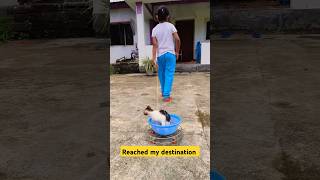 Lil kitty reached her destination cute billi cat youtubeshorts funny catvideos meow [upl. by Avon]