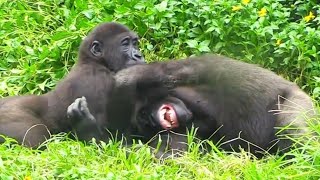 打不停😆🤣Silverback gorilla family interactionsDjeeco FamilyTayariJabaliIrikiRingo [upl. by Tamma]