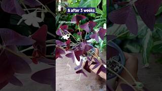 Oxalis Plant Essential Care Tips🌸 [upl. by Nnahgaem7]