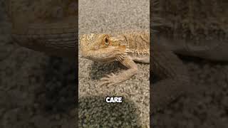 How long do bearded dragons live beardeddragon lizard funfacts shorts [upl. by Barbour]