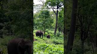 Wildlife in South India  Nagarhole tiger reserve forest drive [upl. by Airret]