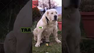 Central Asian Shepherd Dog aka Alabai facts animals education dogs shorts viral trending [upl. by Leonsis]