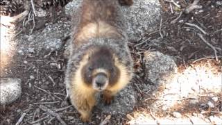 Yellow Bellied Marmot [upl. by Festus300]