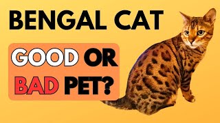 The Truth about Bengal Cats  Real Life Experience 🐆 [upl. by Cloe]