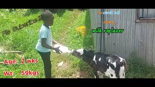 How to feed quality milk replacers to a calf Case of Miracle calf [upl. by Lazare443]