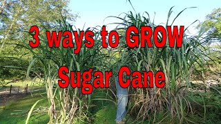 3 Ways to Grow Sugar Cane [upl. by Cranston206]