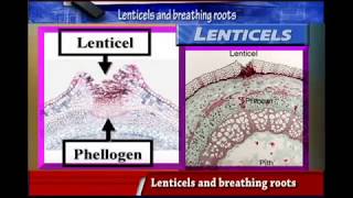 LENTICELS and BREATHING ROOTS [upl. by Skip]