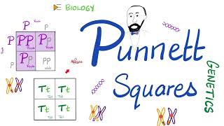 Punnett Squares Monohybrid Cross Dihybrid Cross  Genetics [upl. by Subir]