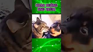 Ông Trùm Mồn Lèo funnyanimals funny mrchim cat voiceover [upl. by Lechar449]