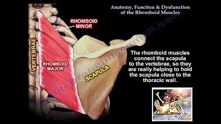 Anatomy Function amp Dysfunction Rhomboid Muscles  Everything You Need To Know  Dr Nabil Ebraheim [upl. by Atalante]