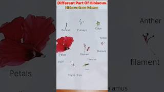 Dissection of Hibiscus  Parts of Flower Plant AnatomyEducationalbotanycaleducationshorts [upl. by Nelon796]