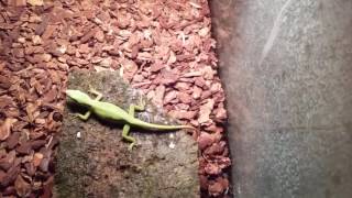 How to take care of anole lizards [upl. by Nauqyt]